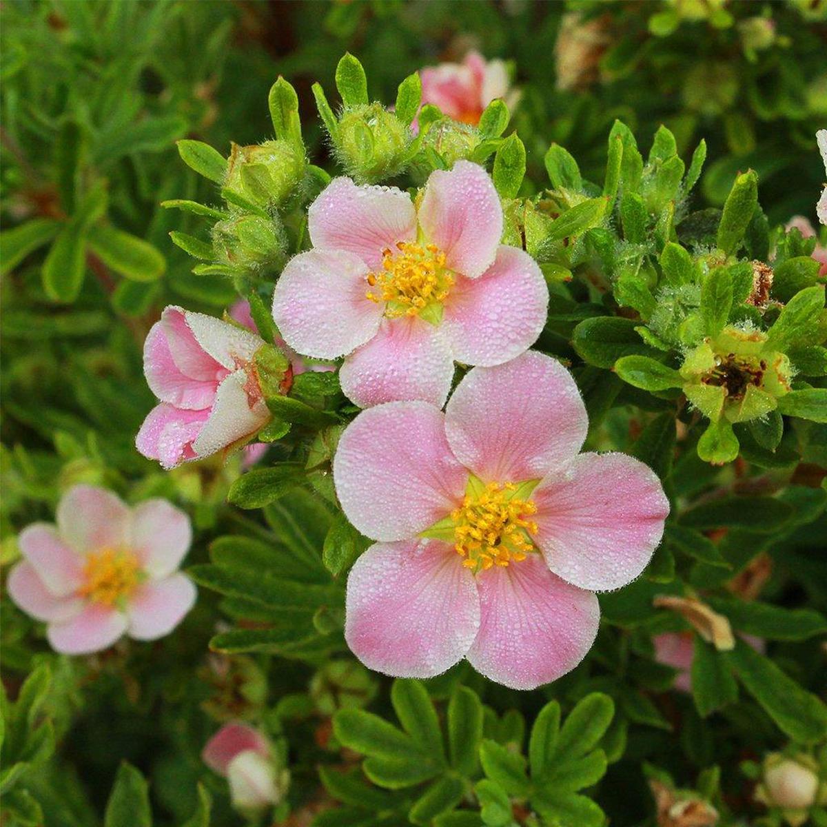 Happy Face Pink Paradise Bush Potentilla PW # 2 PW Cont