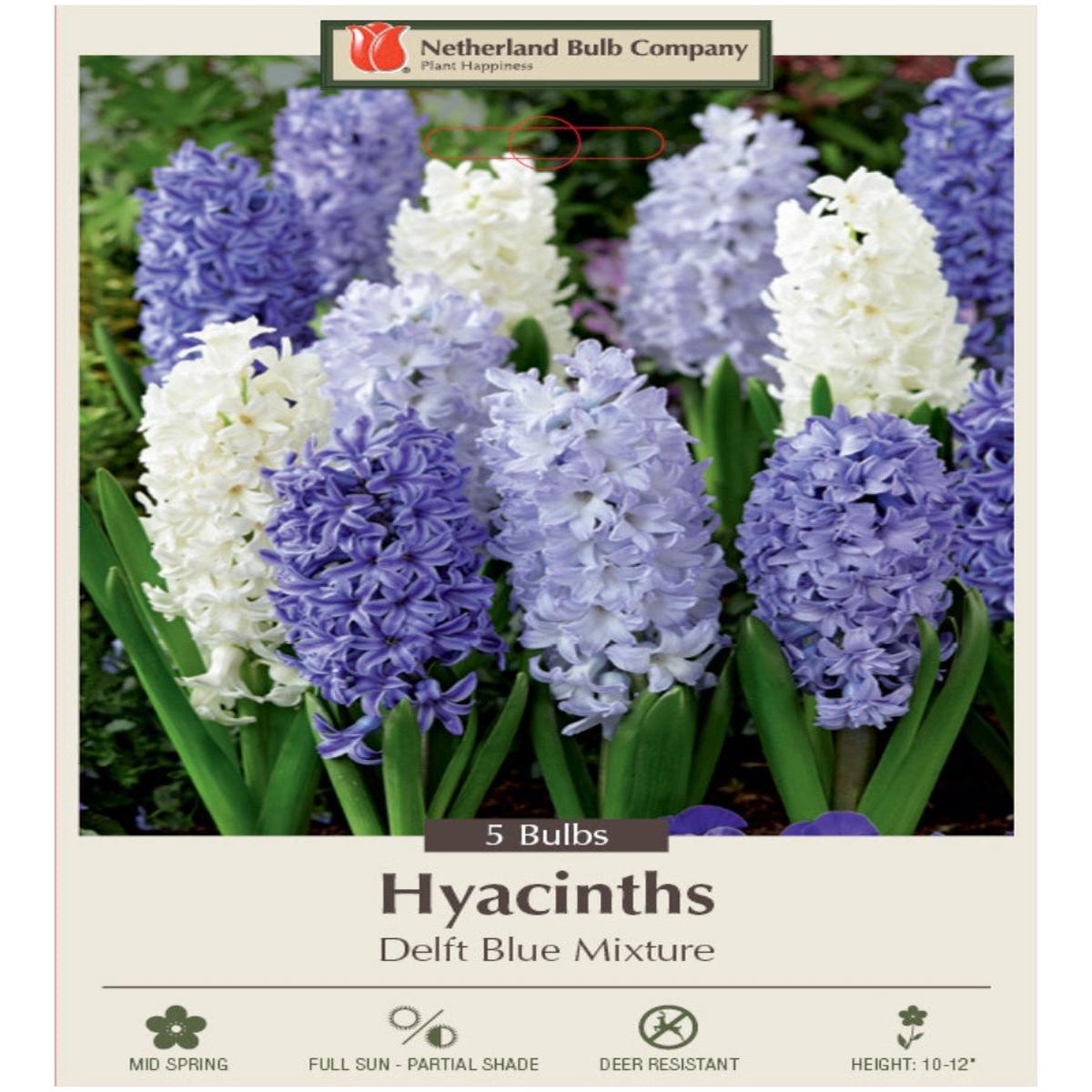 Hyacinth 'Delft Blue Mixture' - Mixed Bulb Pack