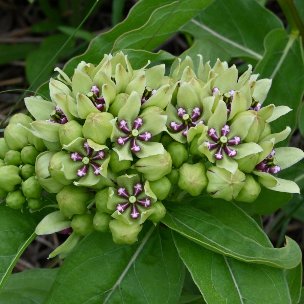 Spider Milkweed (Asclepias viridis)