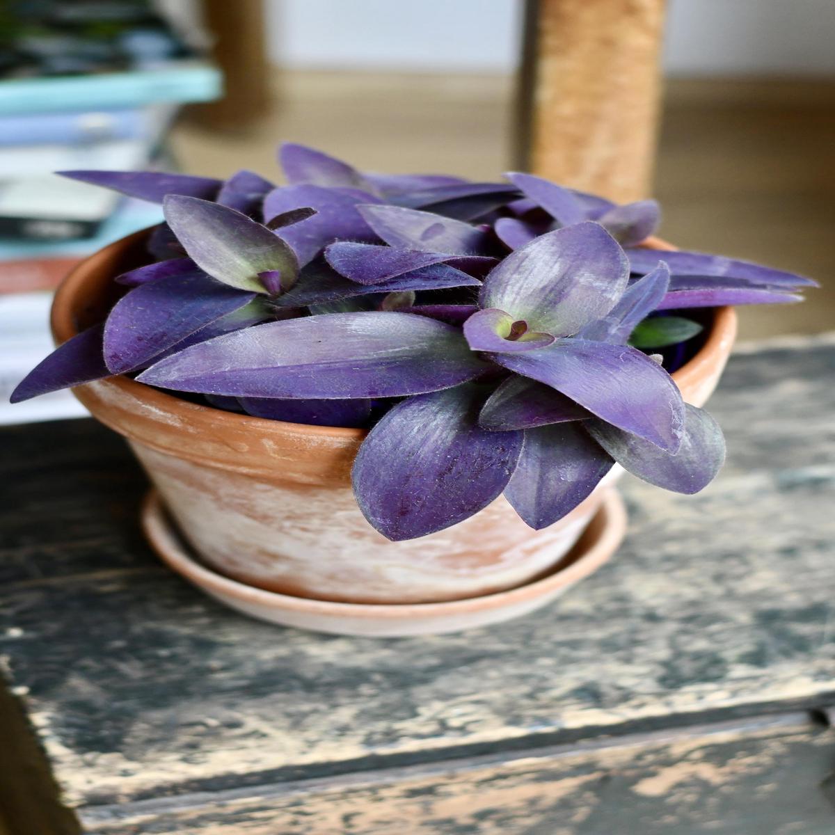 Tradescantia Pallida 'Purpurea' | Purple Heart Plant  Happy Houseplants
