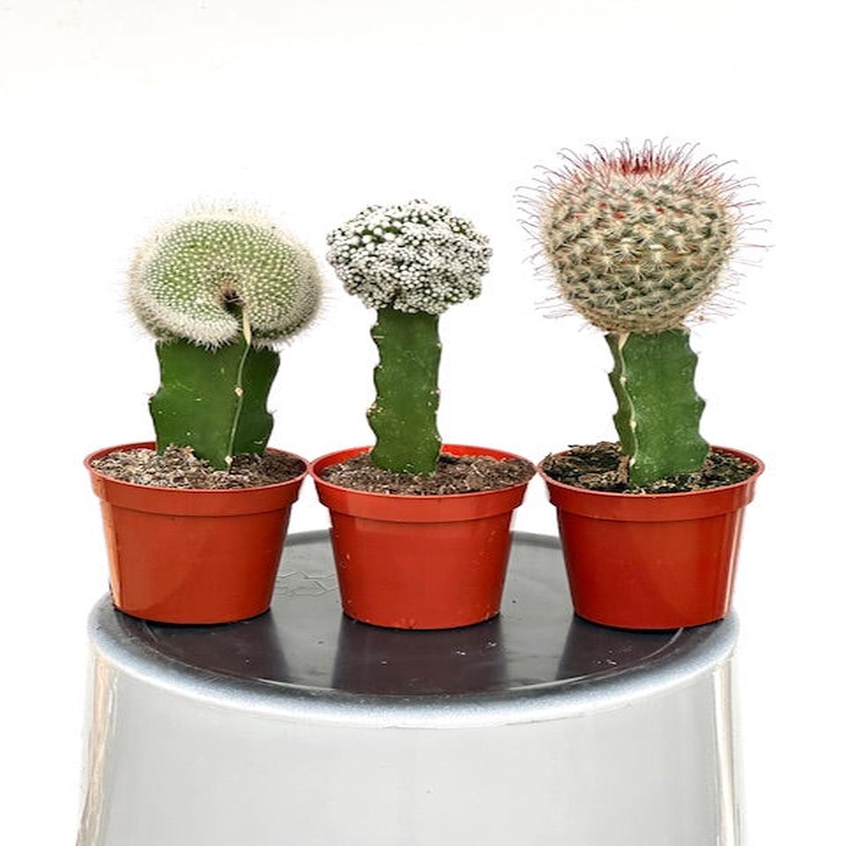3" Grafted Cactus Premium Mix