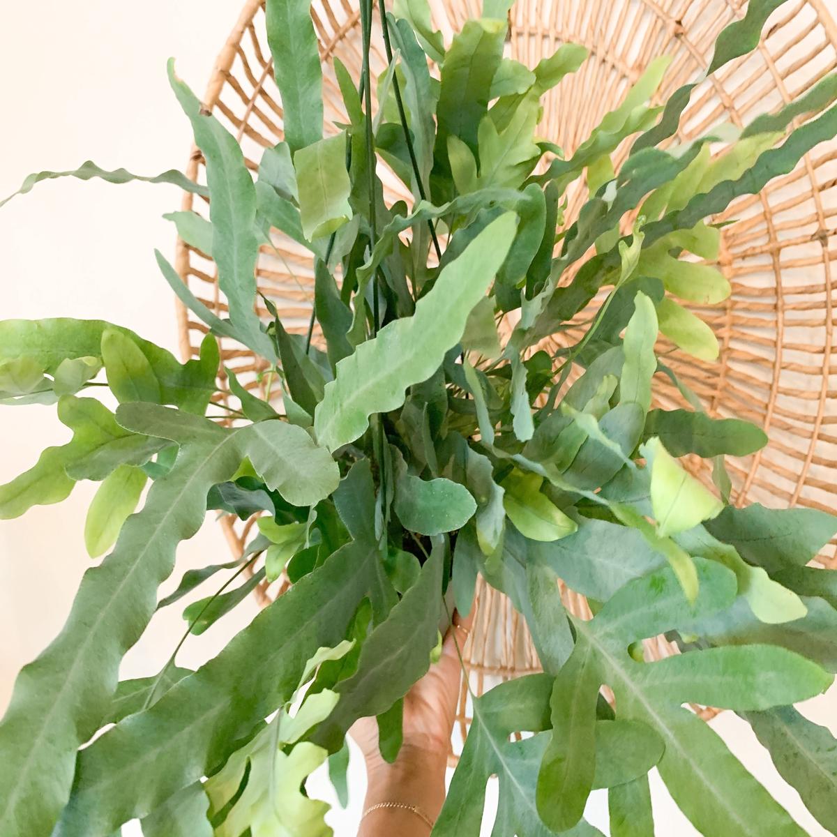 6" Blue Star Fern
