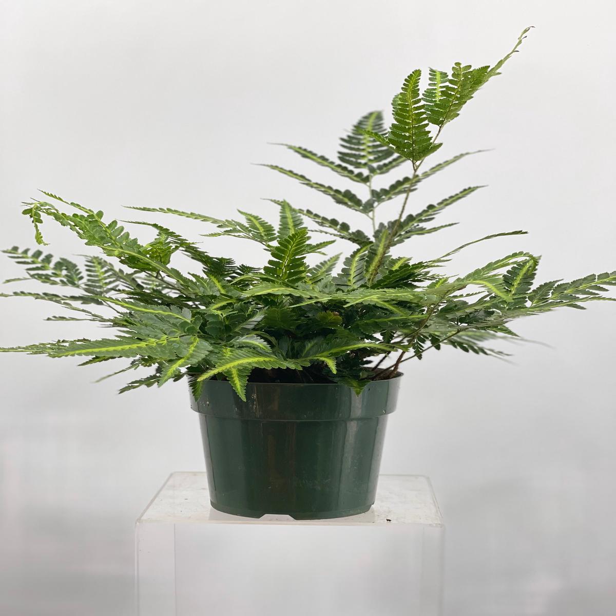 6" Fern, East Indian Holly
