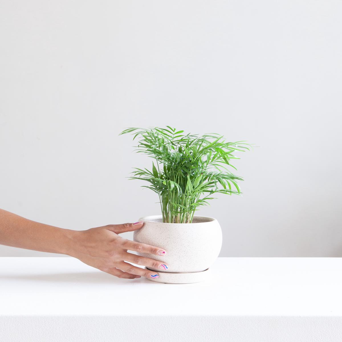 6 Inch MOMMA POTS BOLL - WHITE SESAME