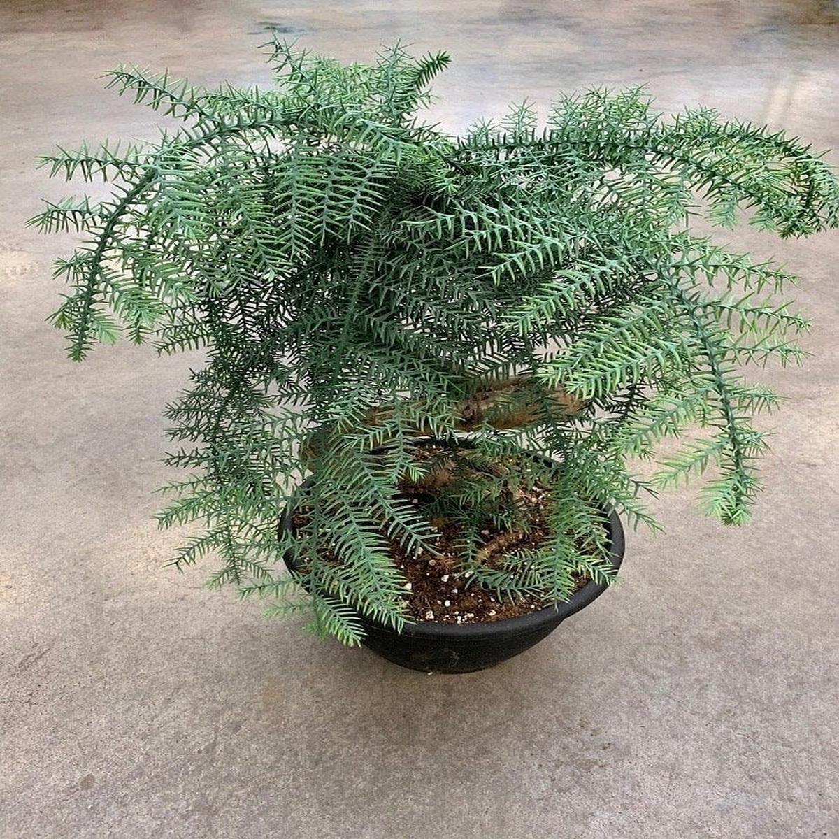 Araucaria chinensis