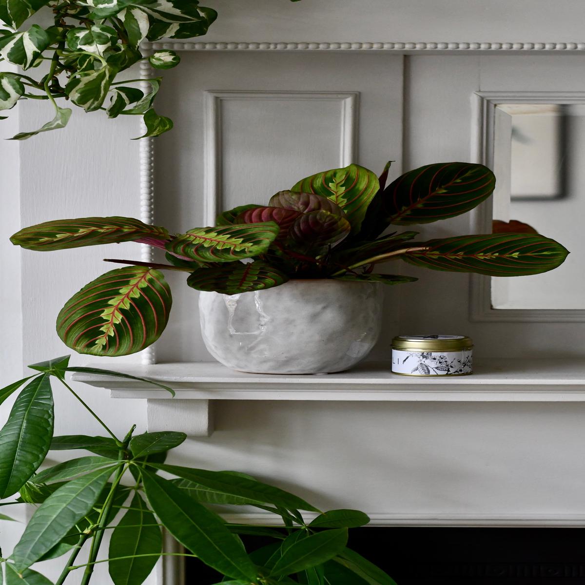 Birthday Gift  Maranta in Ceramic Pot with Botanical Candle