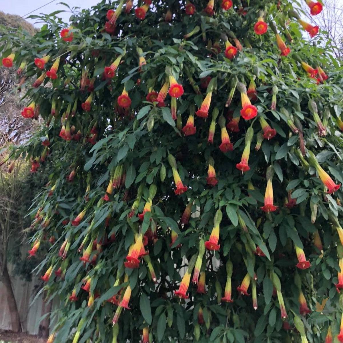 Brugmansia sanguinea (red & yellow flowers)