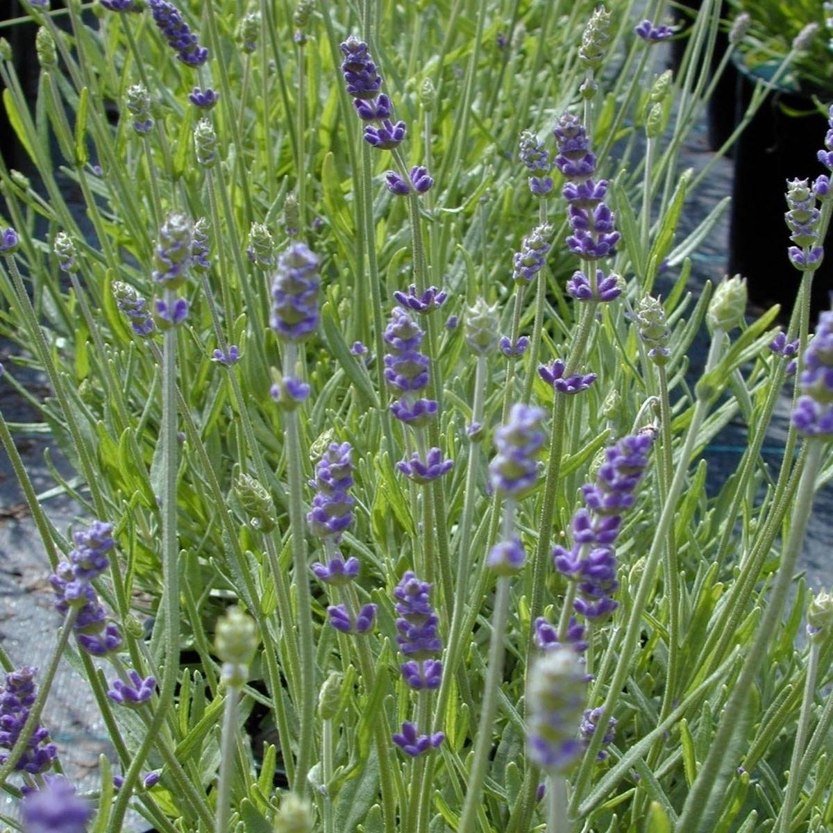 French Lavender | Grosso