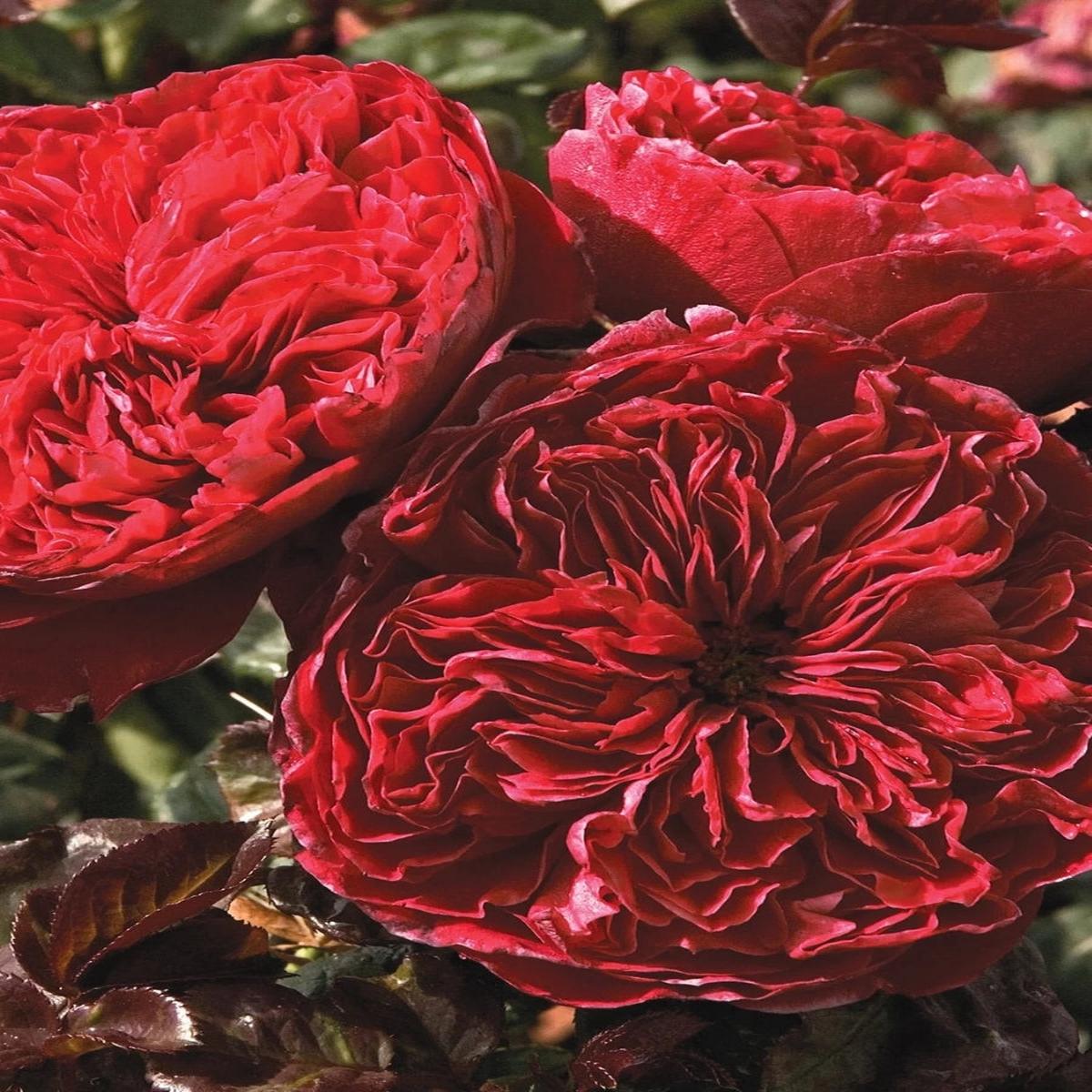 Hybrid Tea | Rouge Royale