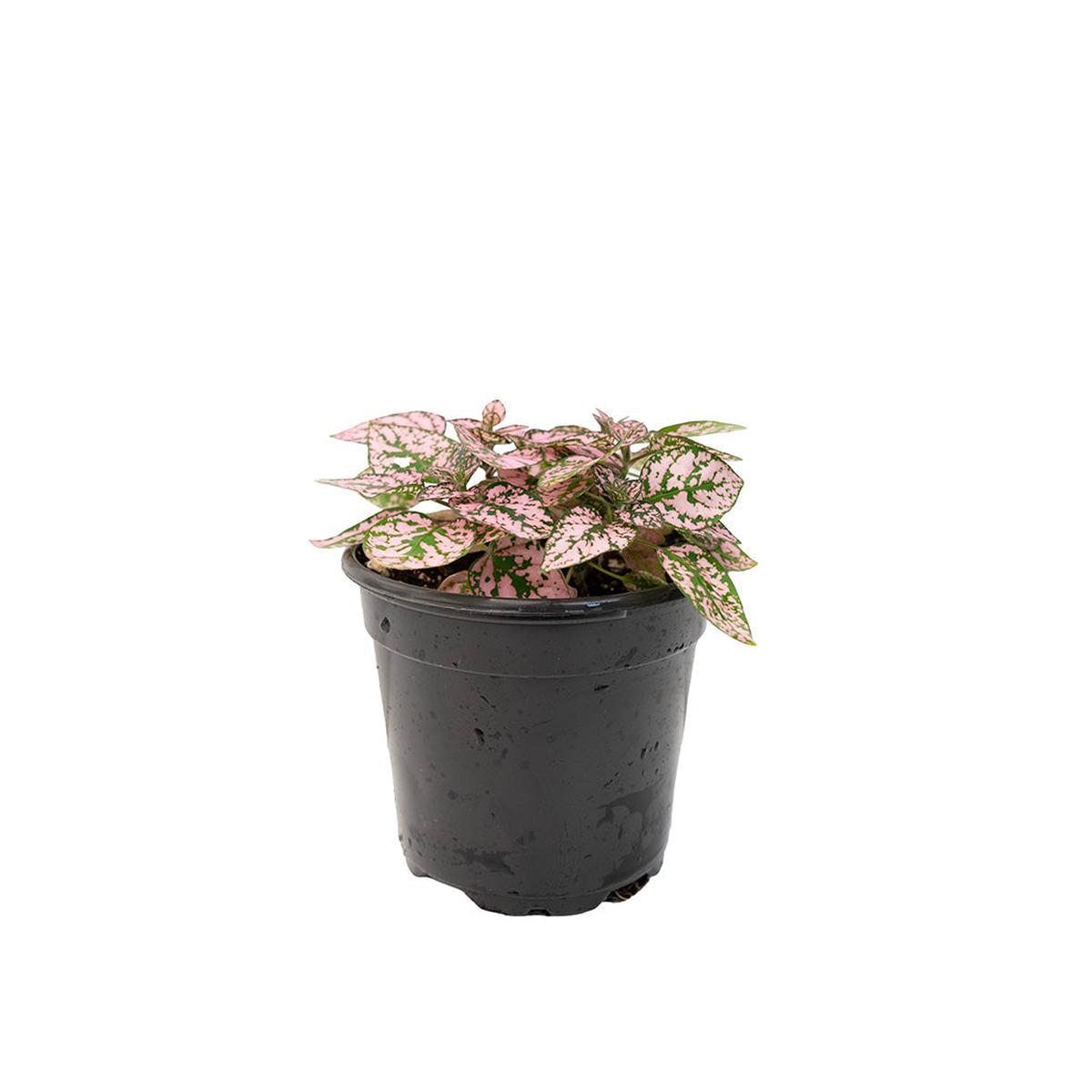 Hypoestes Phyllostachya/Polka Dot Plant 3.5"