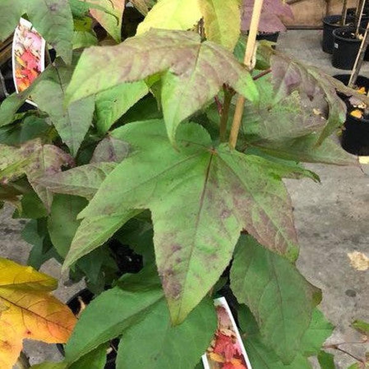 Liquidambar formosana var monticola