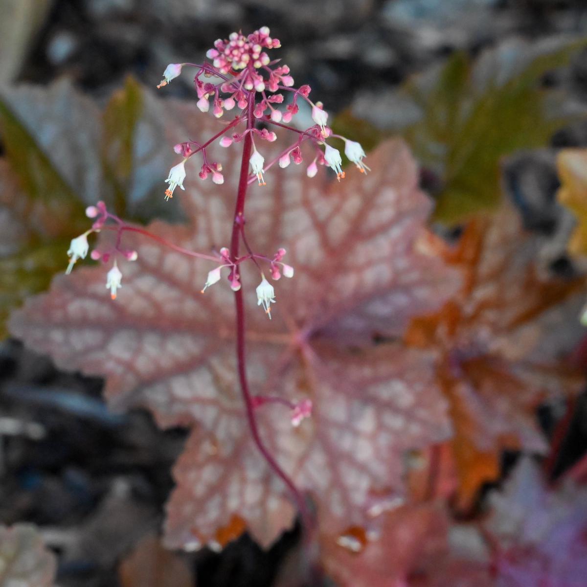 Maple Leaved Alumroot (Heuchera villosa var. atropurpea)