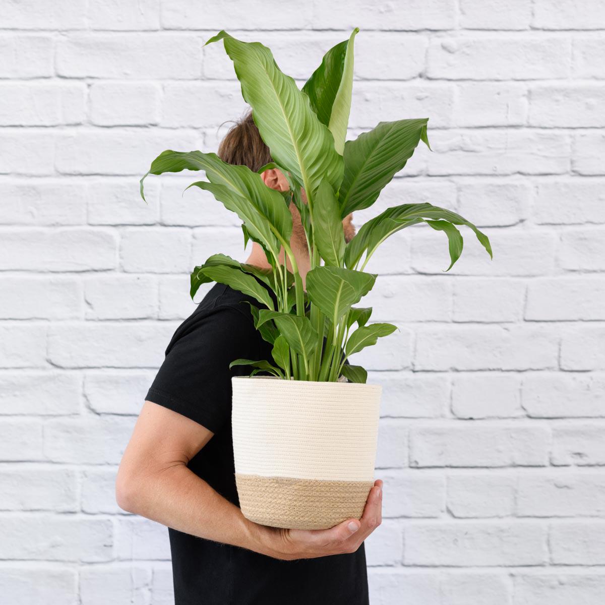 Peace Lily - Sebastian
