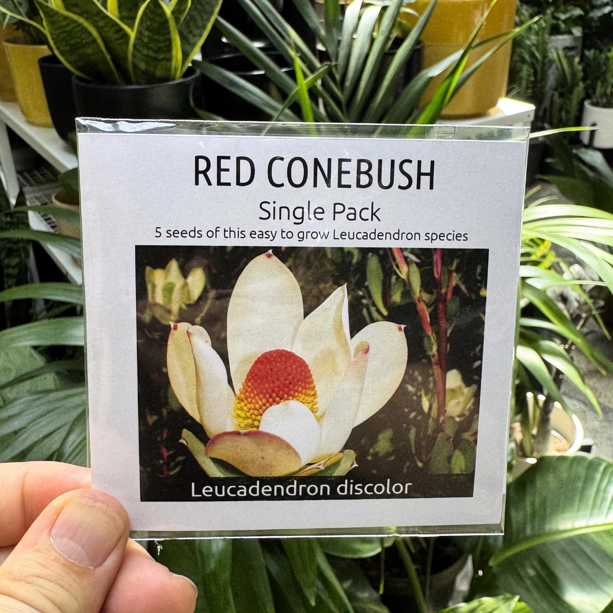 Piketberg Conebush Seed Kit: Indigenous Leucadendron Discolor