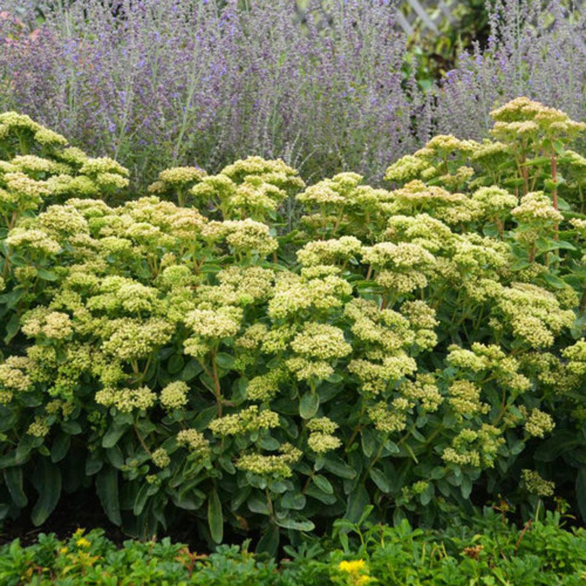 Rock 'N Grow Lemonjade Autumn Stonecrop Pw # 1 PW Cont