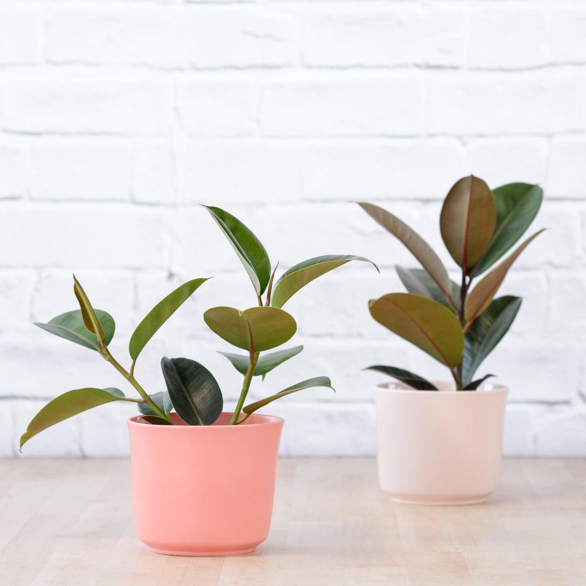 Rubber Tree - Robusta