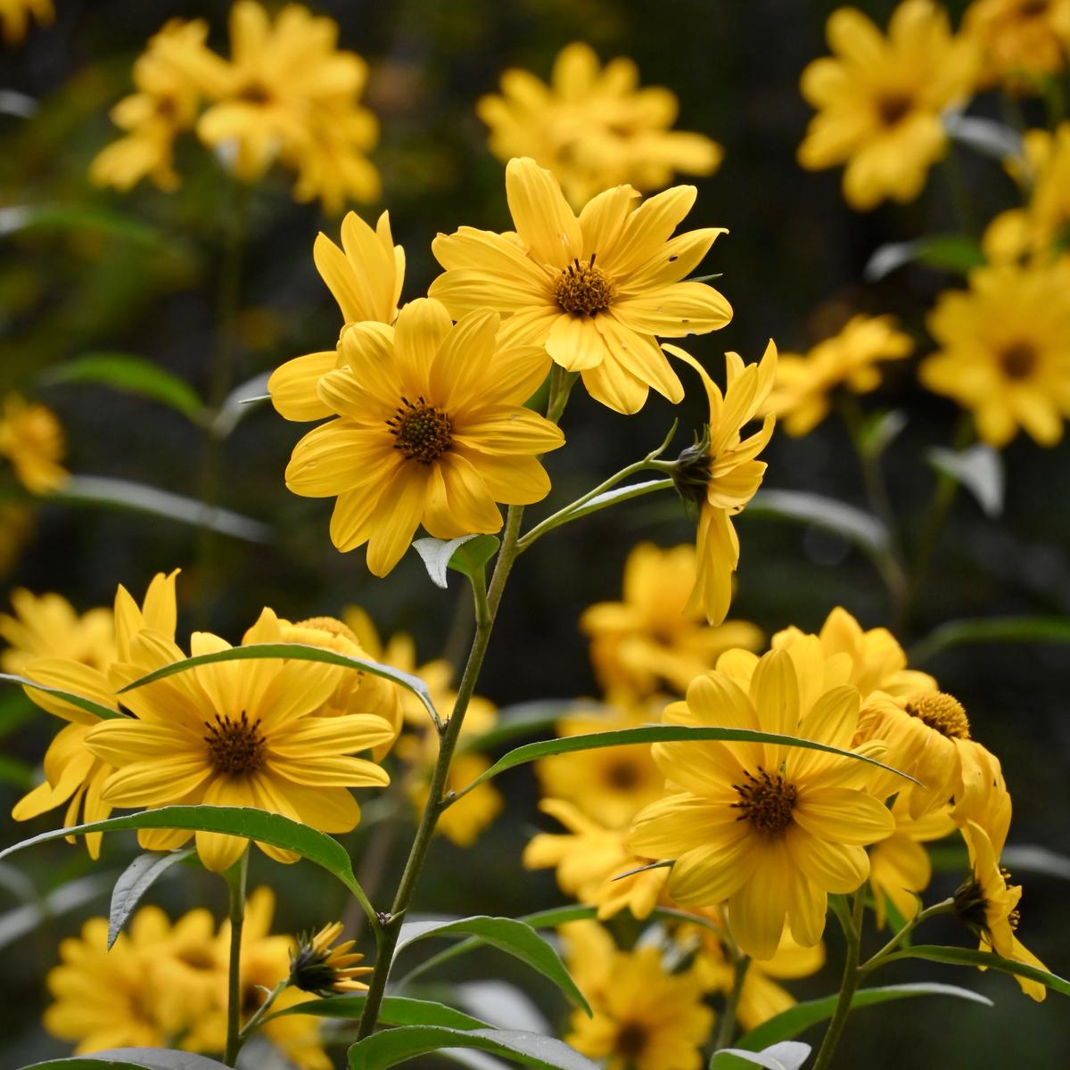 Sawtooth Sunflower (Helianthus grosseserratus) 2x2x3" Pot
