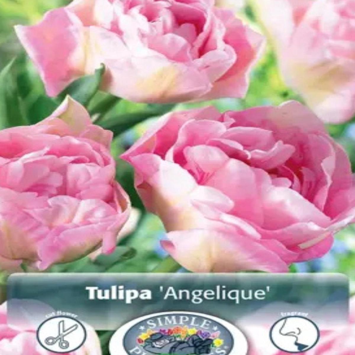 Tulip Double Peony Angelique