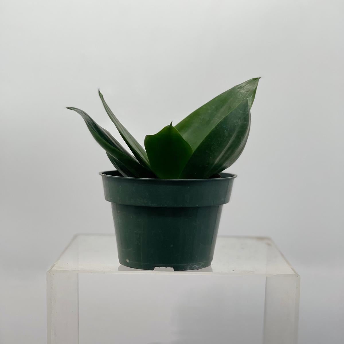 4" Sansevieria Jade Star