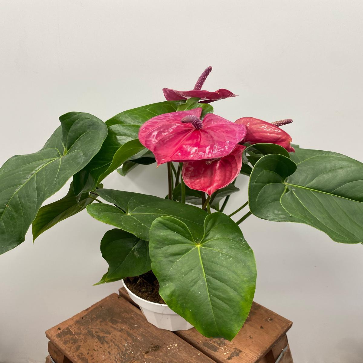 6" Anthurium, Purple