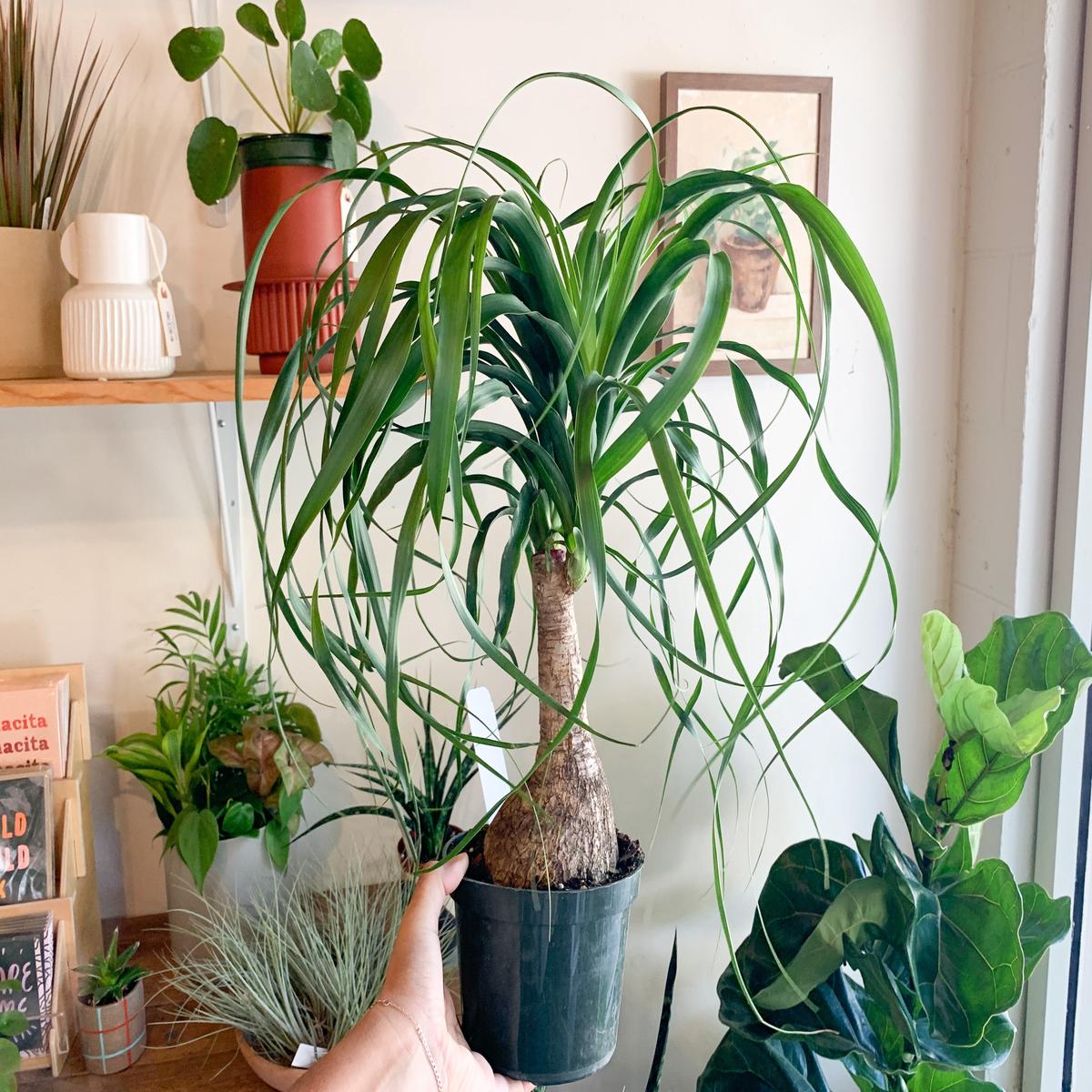 6" Ponytail Palm Stump
