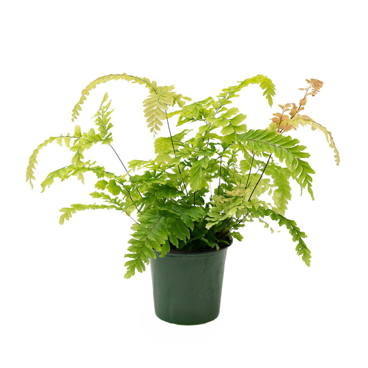 Adiantum/Maidenhair Fern 4"