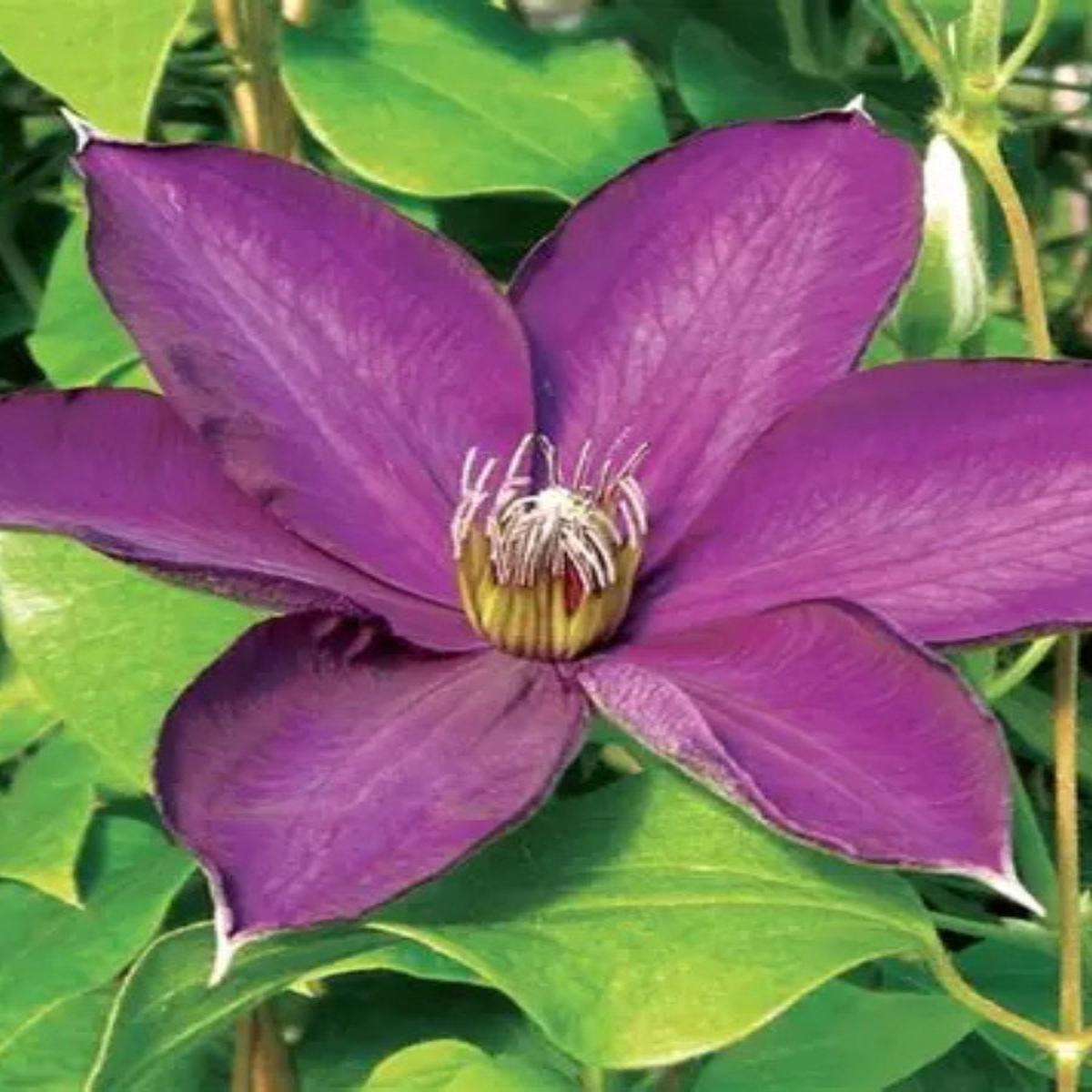 Clematis 'Guiding Star' 1G