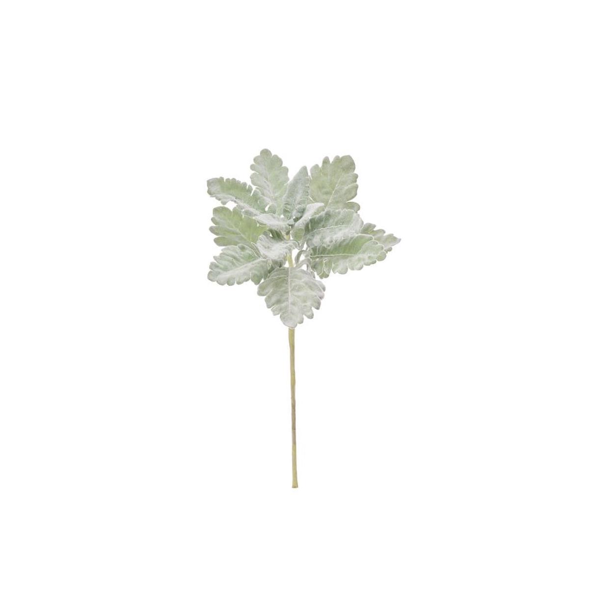 Dusty Miller Stem 18" Grey Everlasting