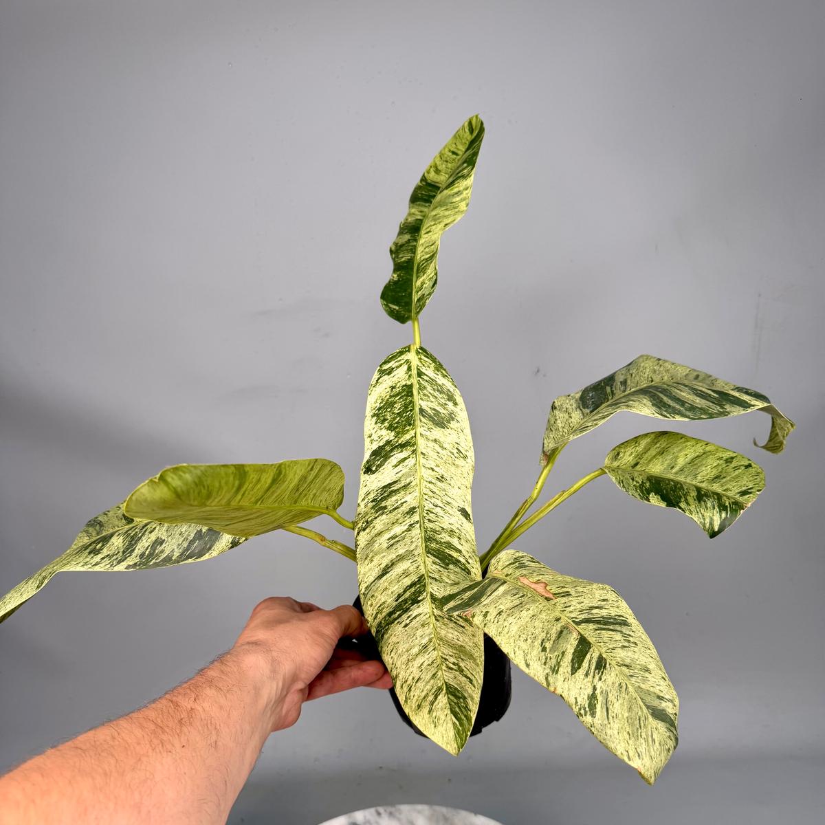Epipremnum giganteum Variegated albo XXL