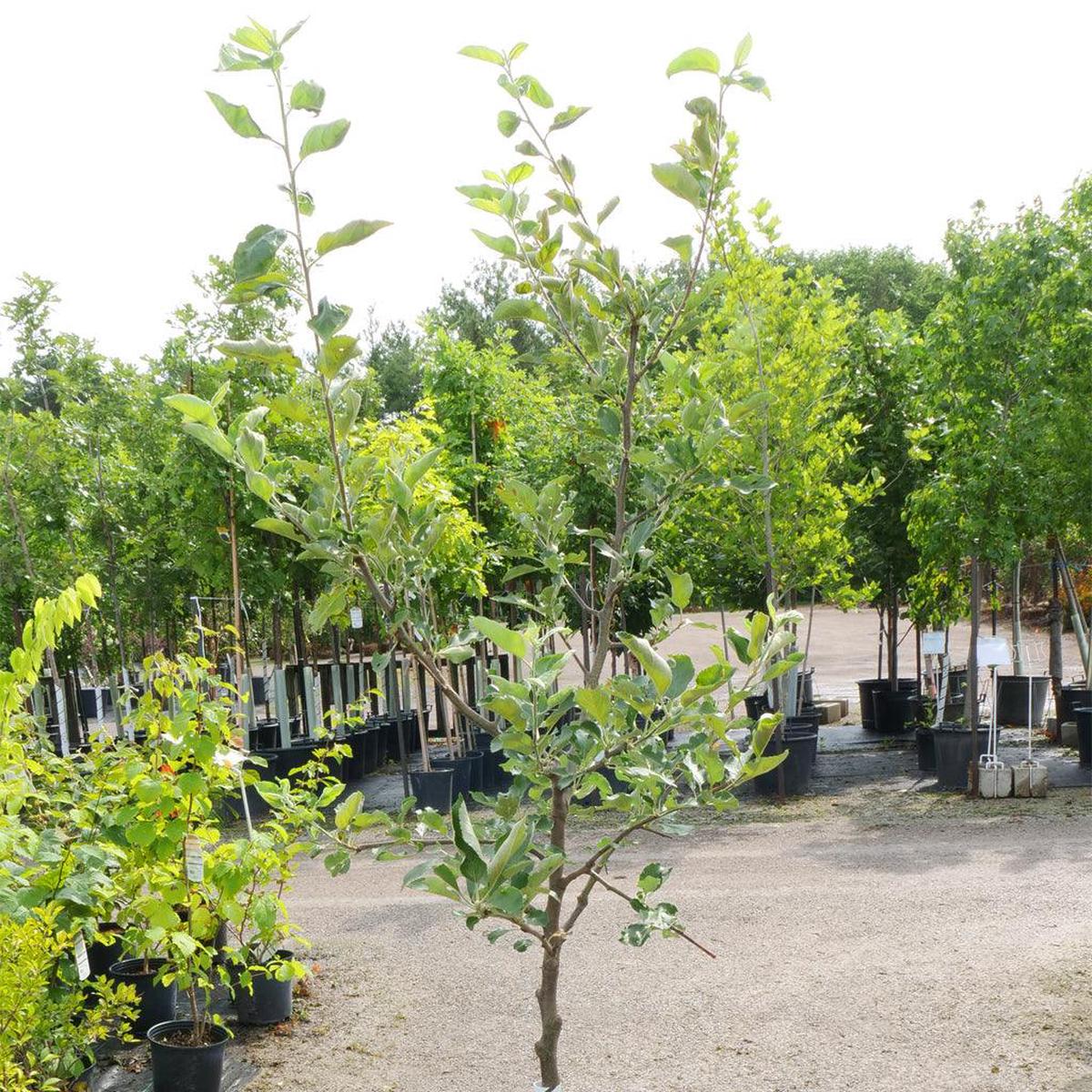 Jonagold Apple Semi-Dwarf Tree