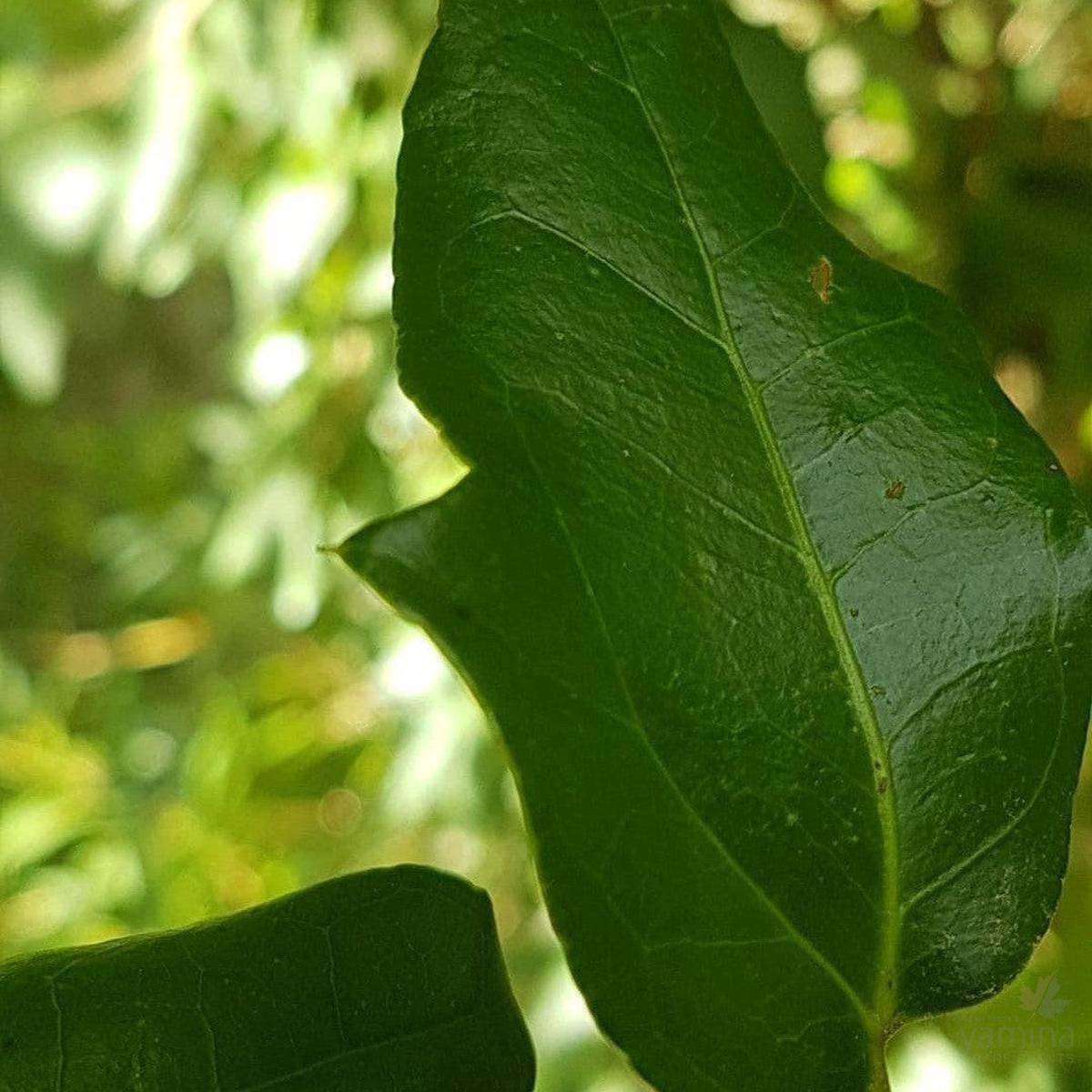 Lardizabala biternata