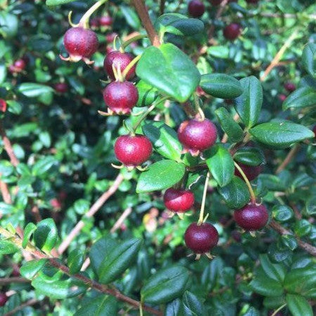 Myrtus ugni (syn Ugni molinae)