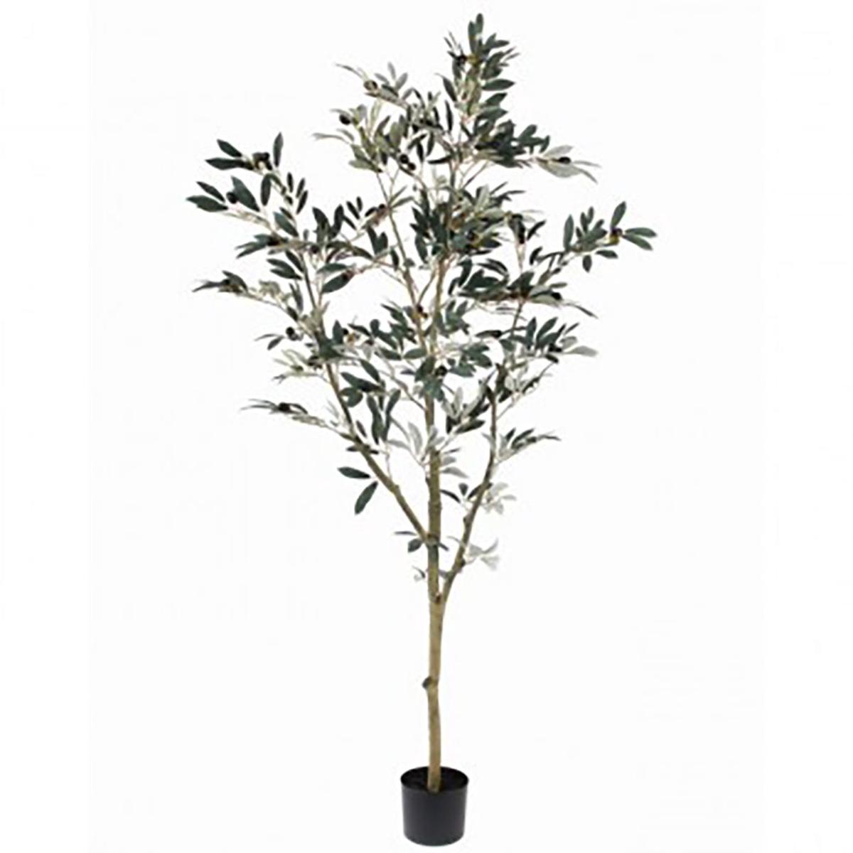 Olive Leaf Tree Everlasting