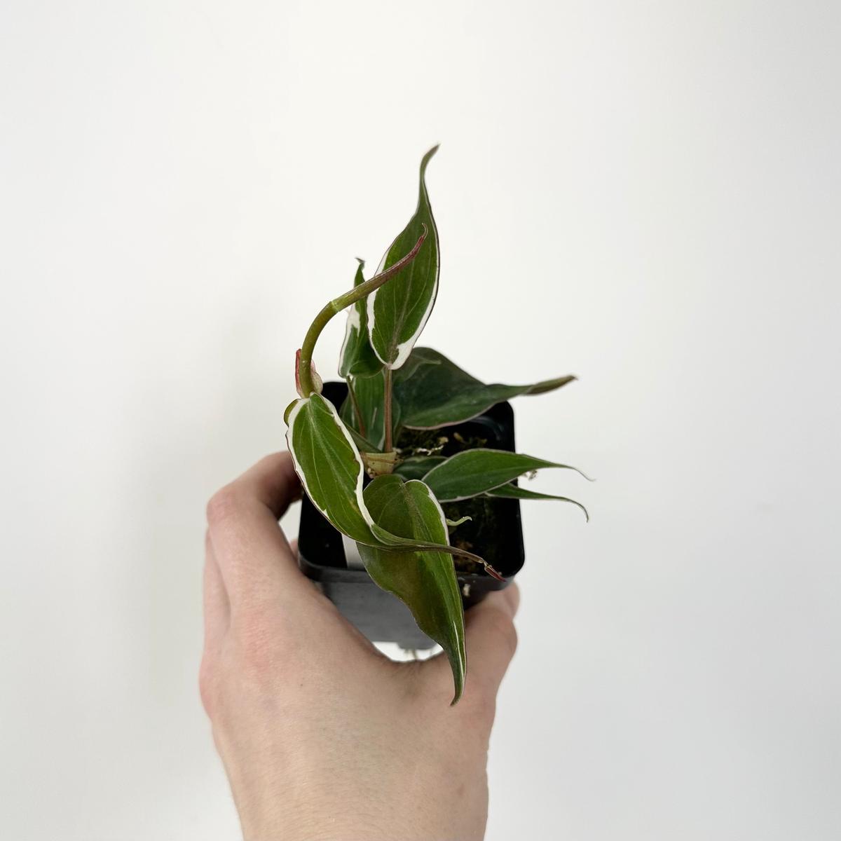 Philodendron hederaceum Micans Halo