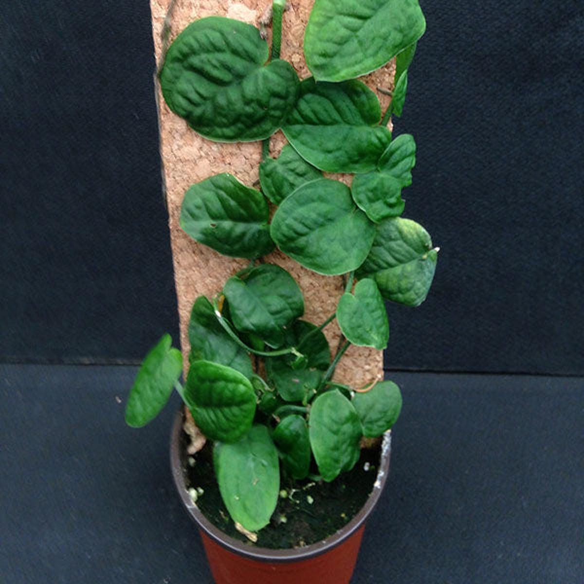 Rhaphidophora korthalsii