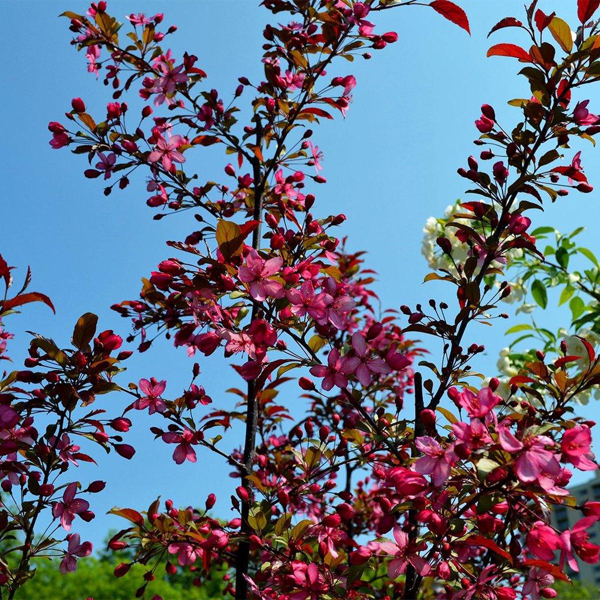 Royal Raindrops Crabapple  # 7 Container