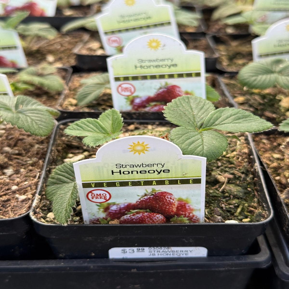 Strawberry Junebearing 'Honeoye' 4"