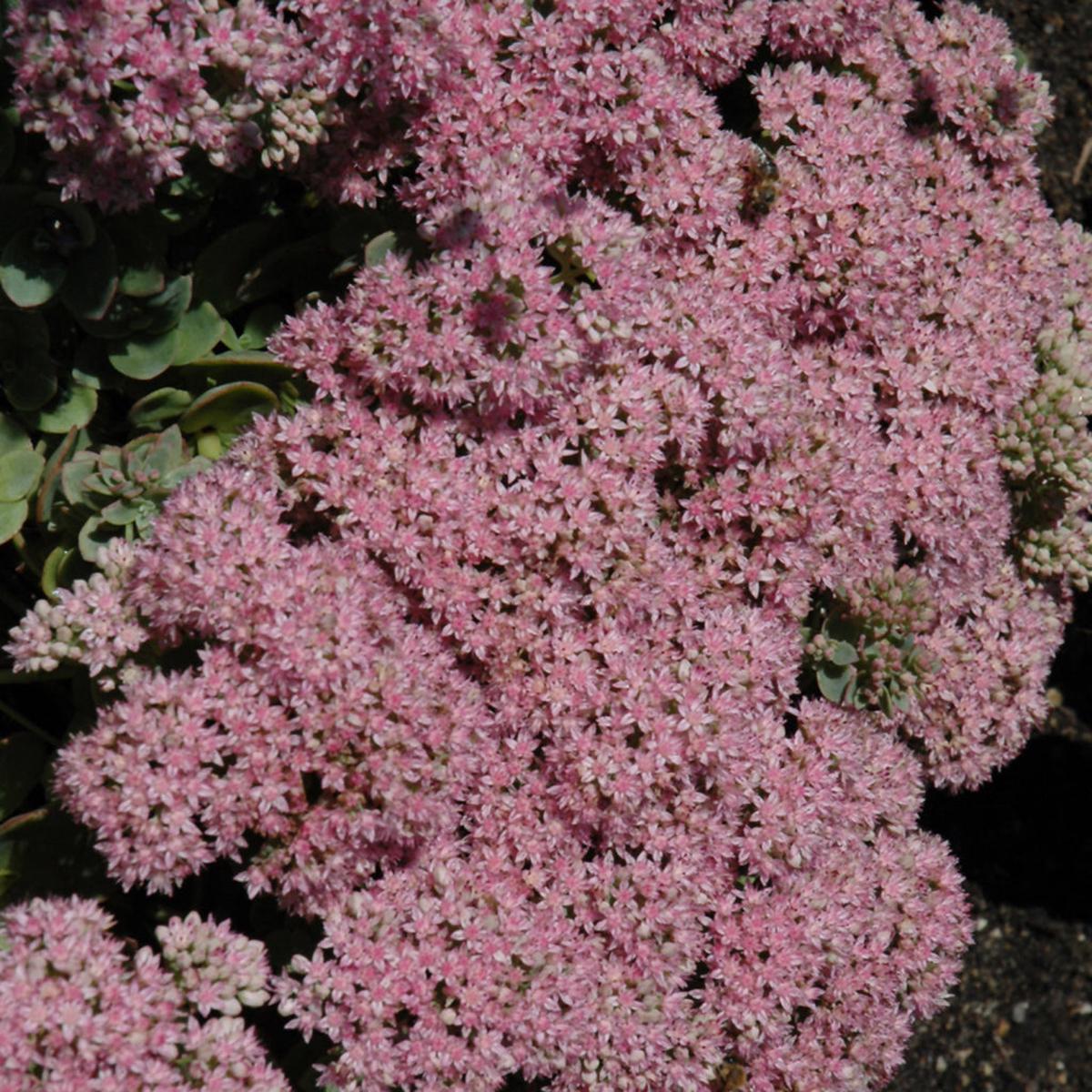 Sunsparkler Lime Zinger Stonecrop