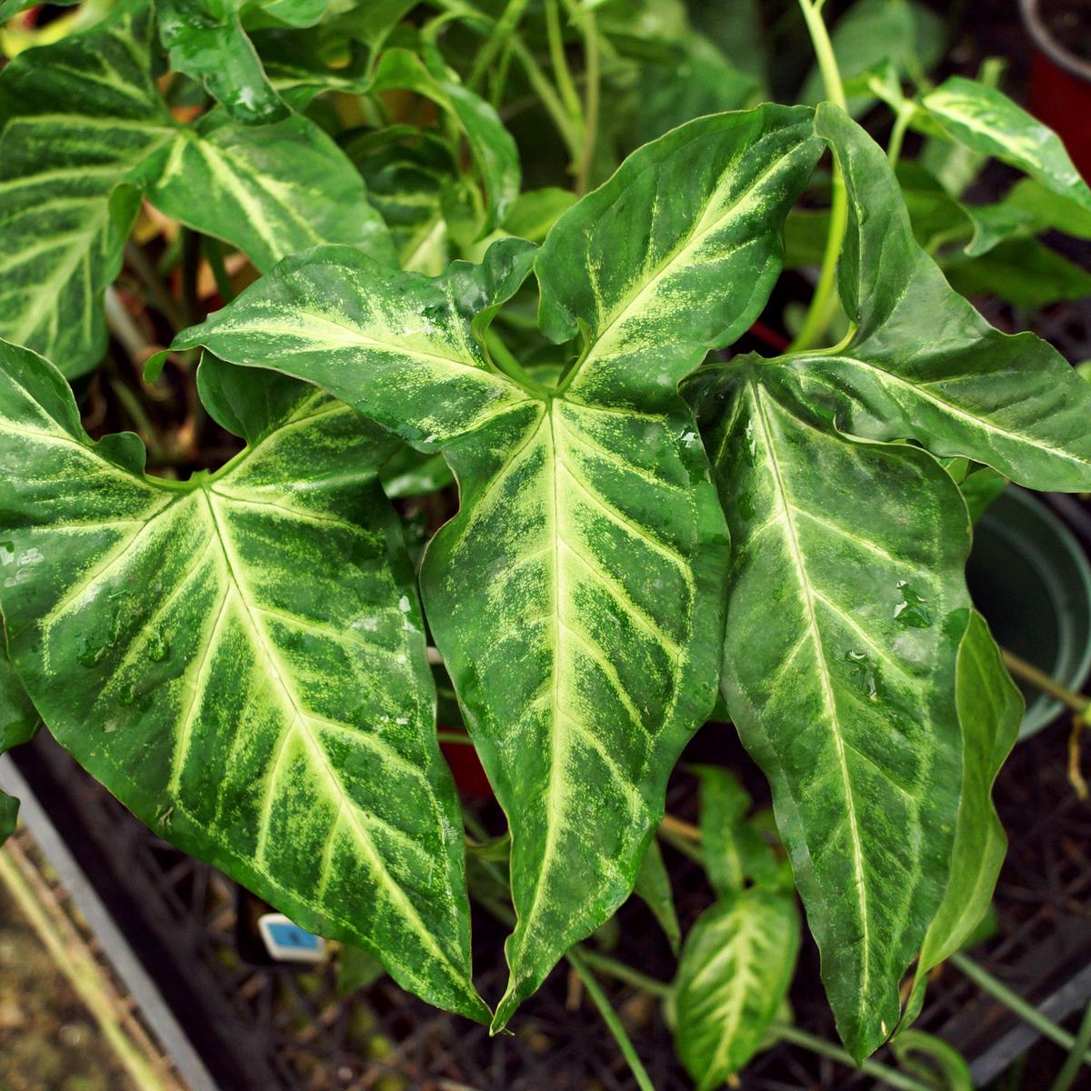 Syngonium angustatum