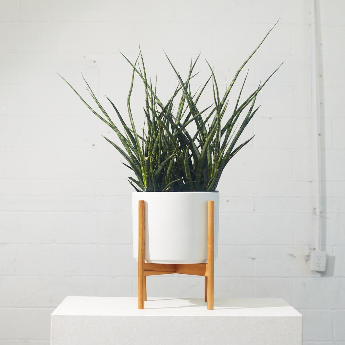 The Ten White Ceramic Cylinder Planter with Natural Teak Wooden Stand | 10 inch Nursery Pot