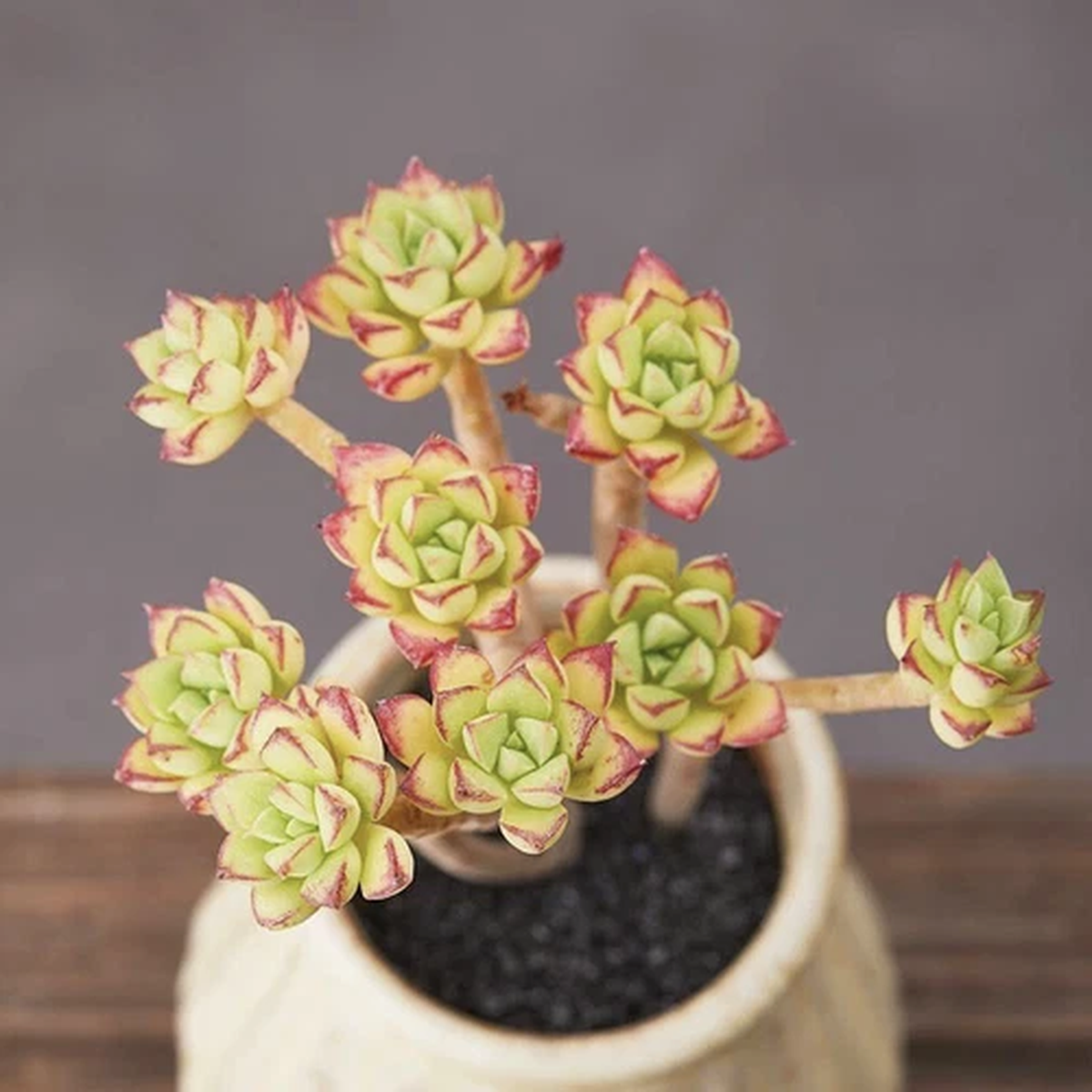 12CM Succulent Plant Echeveria SupiaMulti-HeadsCrassulaceae Beautiful Plant