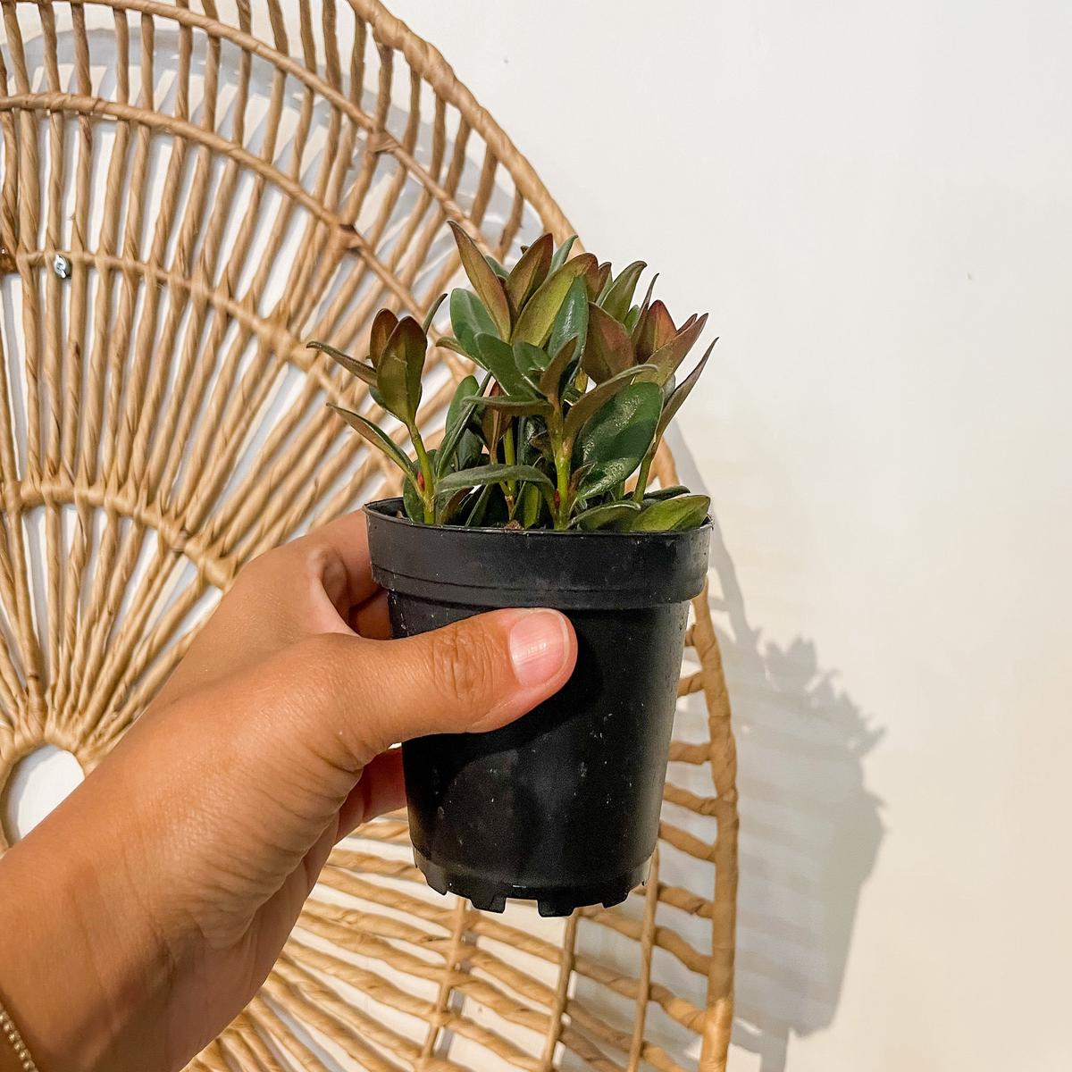 4" Goldfish Plant