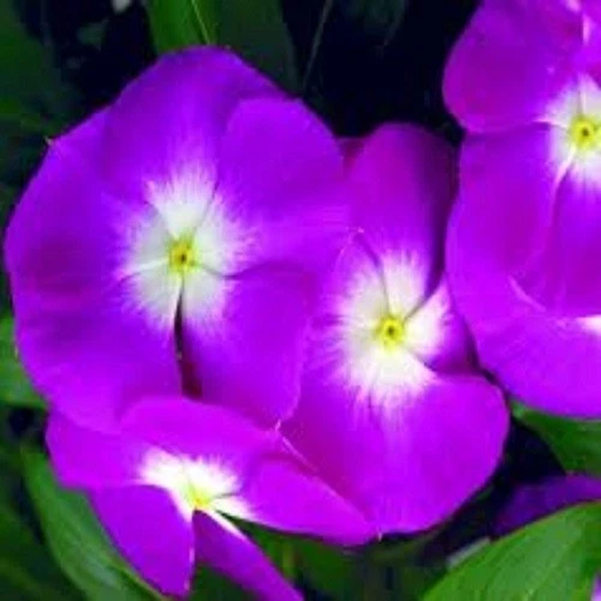 40+   Orchid Vinca Periwinkle Flower Seeds / Deer Resistant Long Lasting Annual