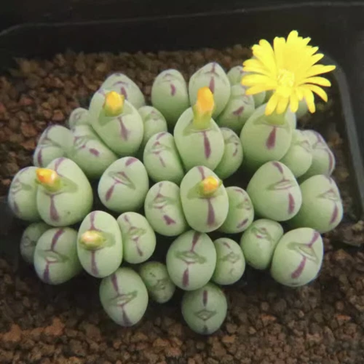 5CM Succulent Plant Conophytum Maughanii Aizoaceae (more than 20 Heads)Beautiful