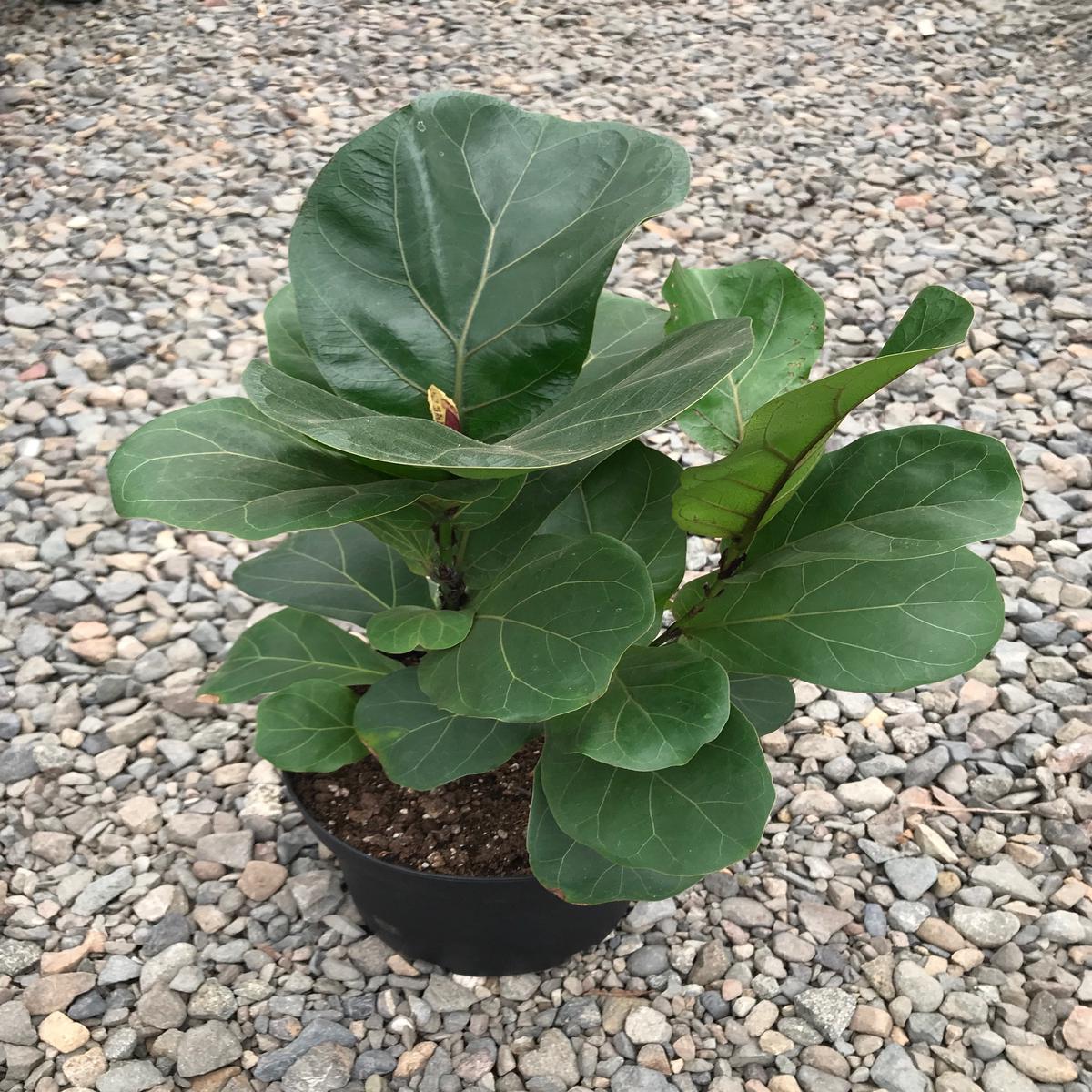 8" Ficus Lyrata
