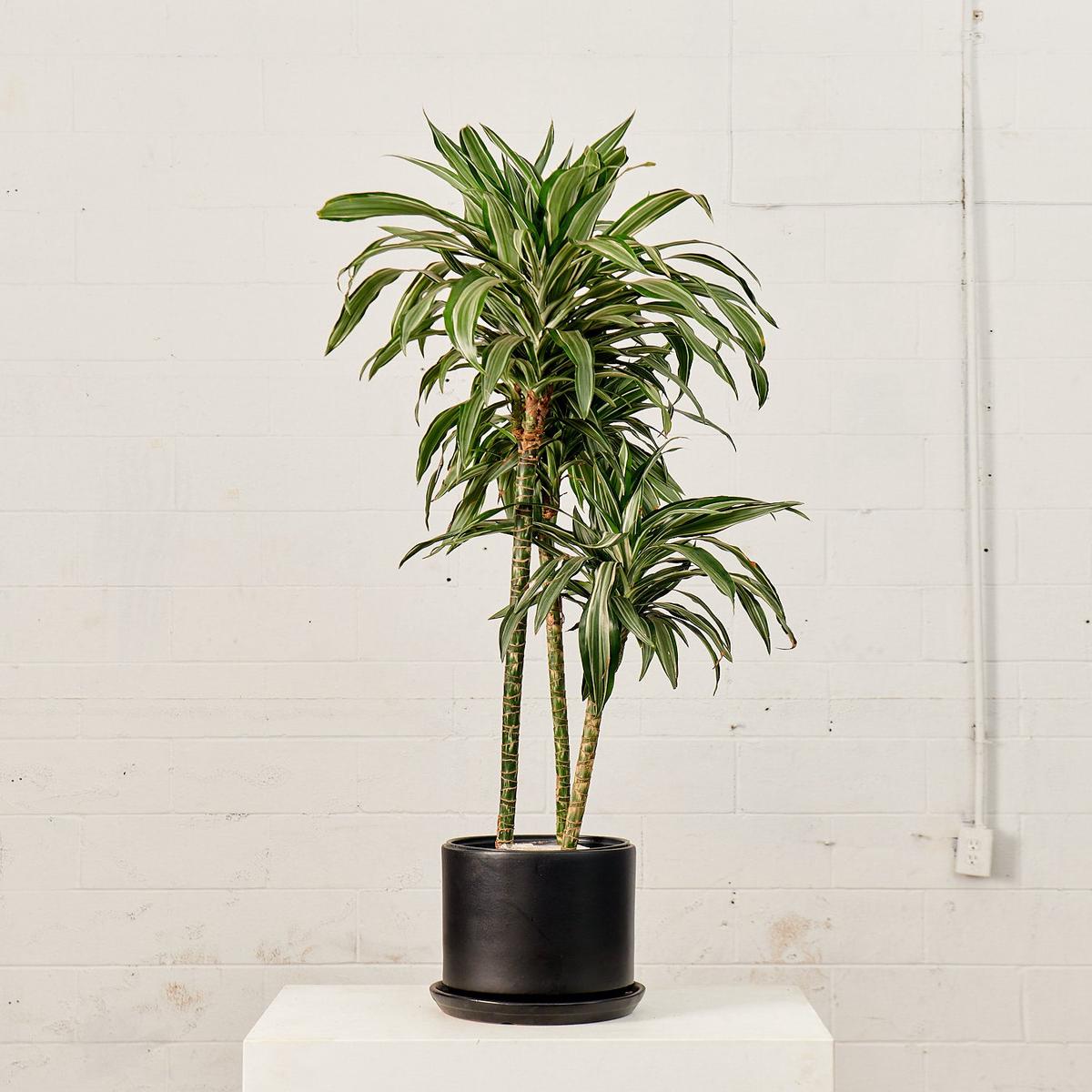 CALIFORNIA PLANTER COLLECTION: MATTE BLACK TWO PIECE CERAMIC Medium 12 Inch