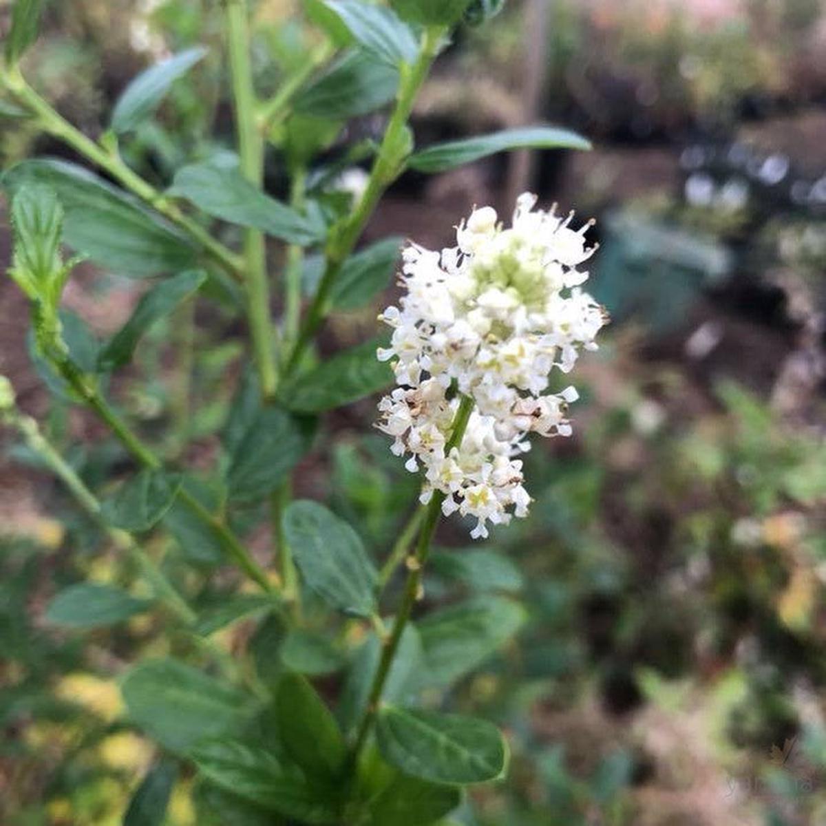 Ceanothus thyrsiflorus Snow Flurry