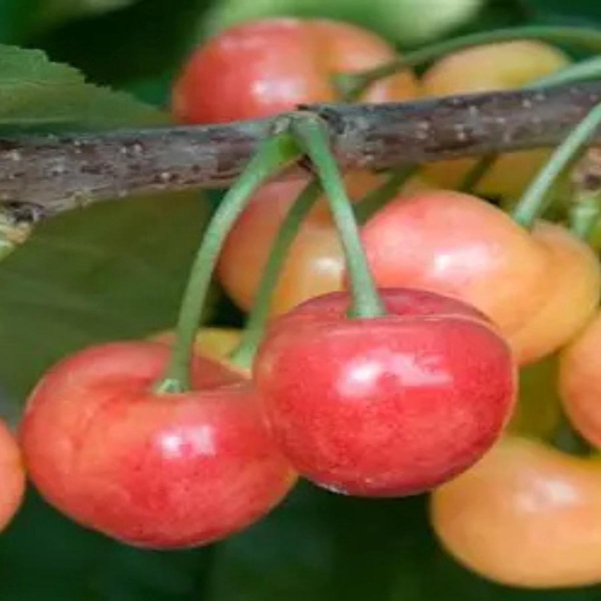 Cherry Rainier 7G