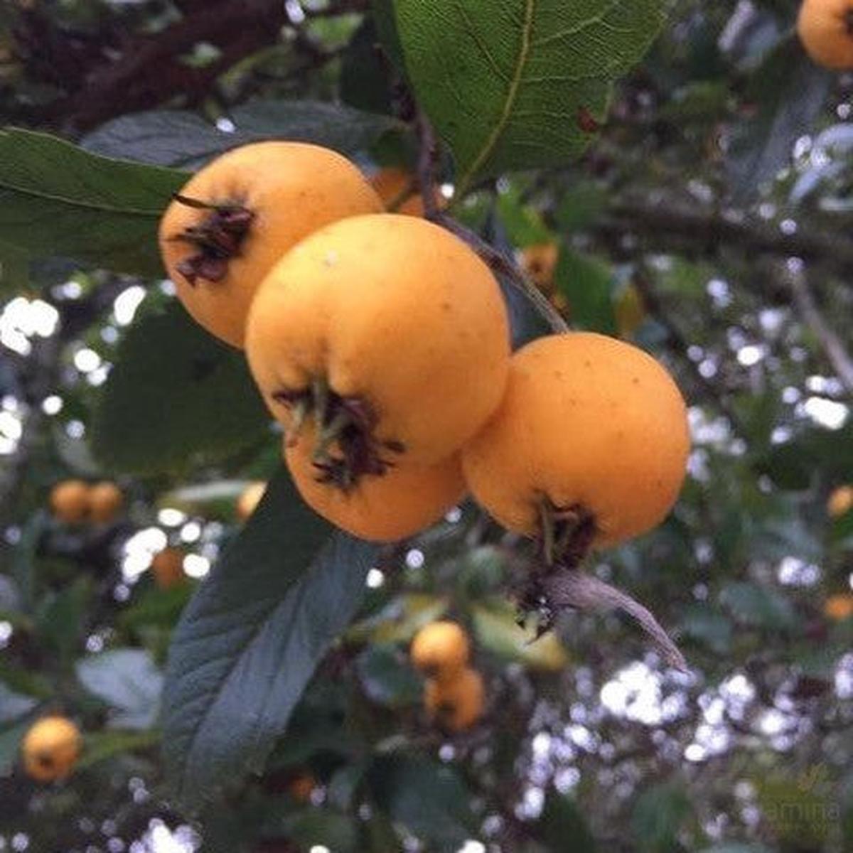 Crataegus mexicana (Hawthorn)