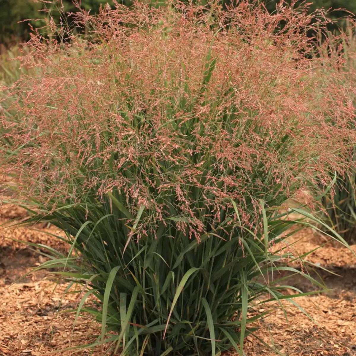 Dream Catcher Smoky Rose Switchgrass (Panicum virgatum Dream Catcher Smoky Rose) - 3 gallon